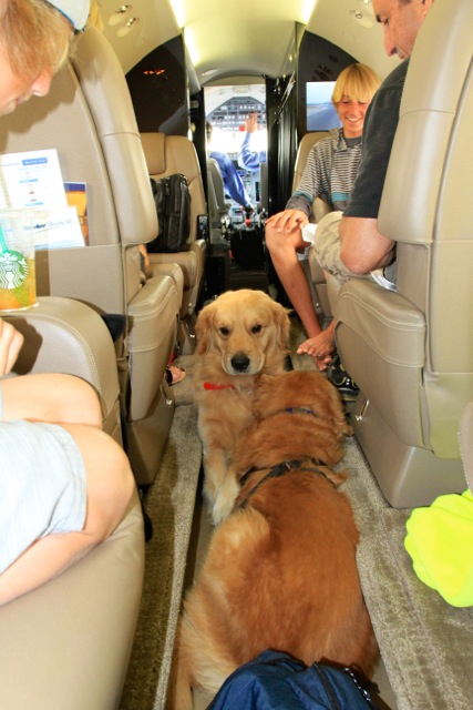 Can I Bring Pets Onboard A Private Jet In The UAE