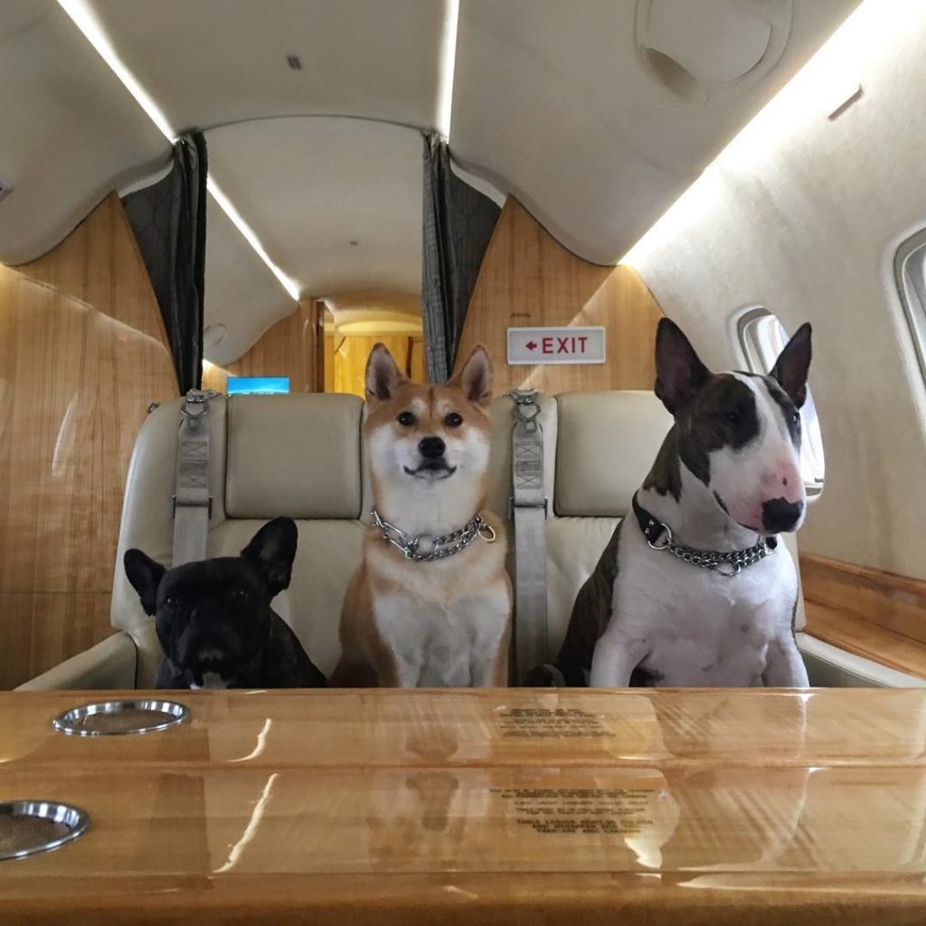 Can I Bring Pets Onboard A Private Jet In The UAE